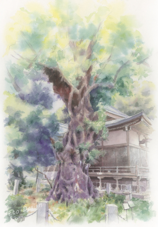 木（熊野神社）